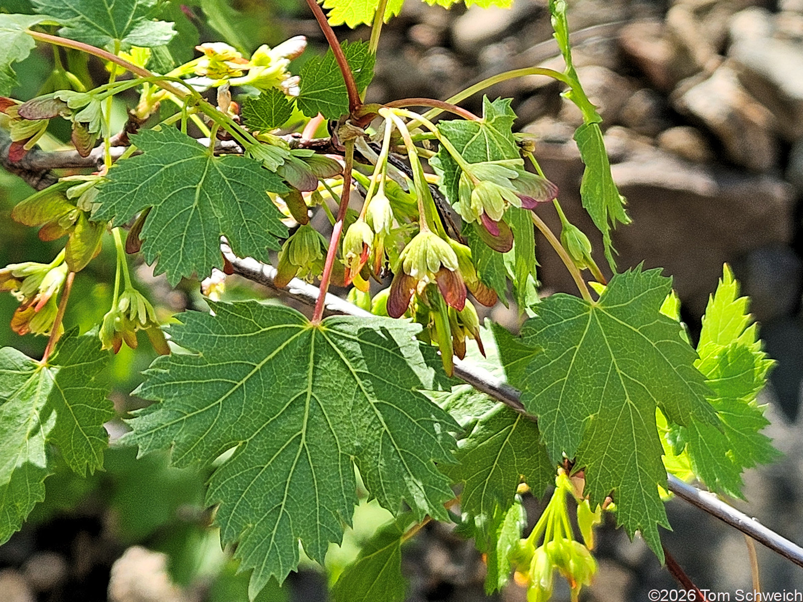 Sapindaceae, Acer glabrum