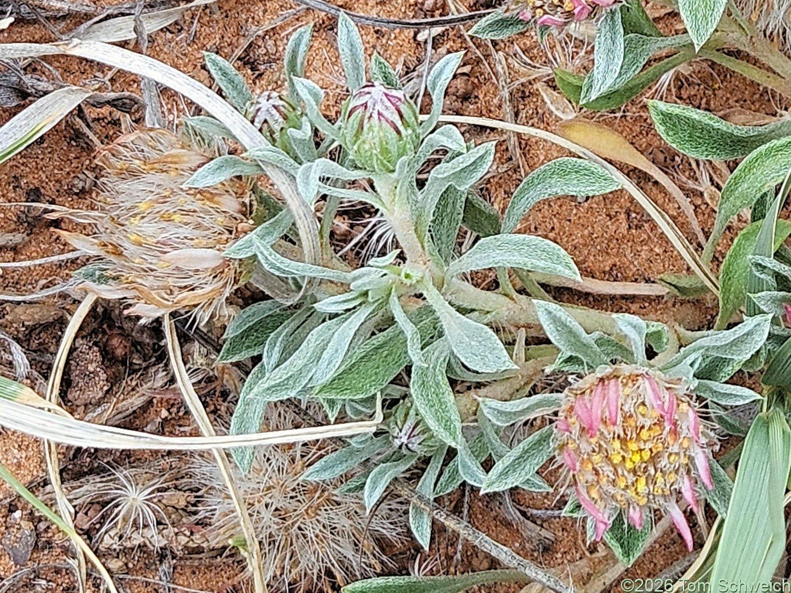 Asteraceae, Townsendia incana