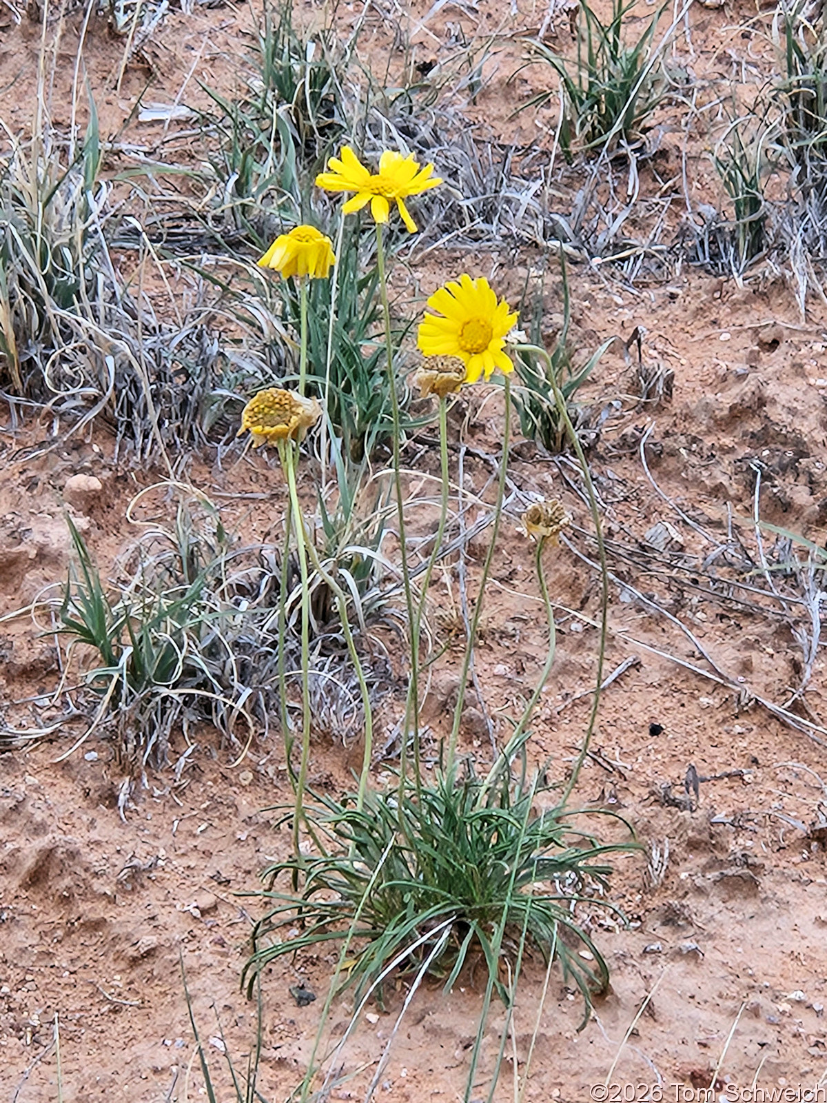Asteraceae, Tetraneuris ivesiana