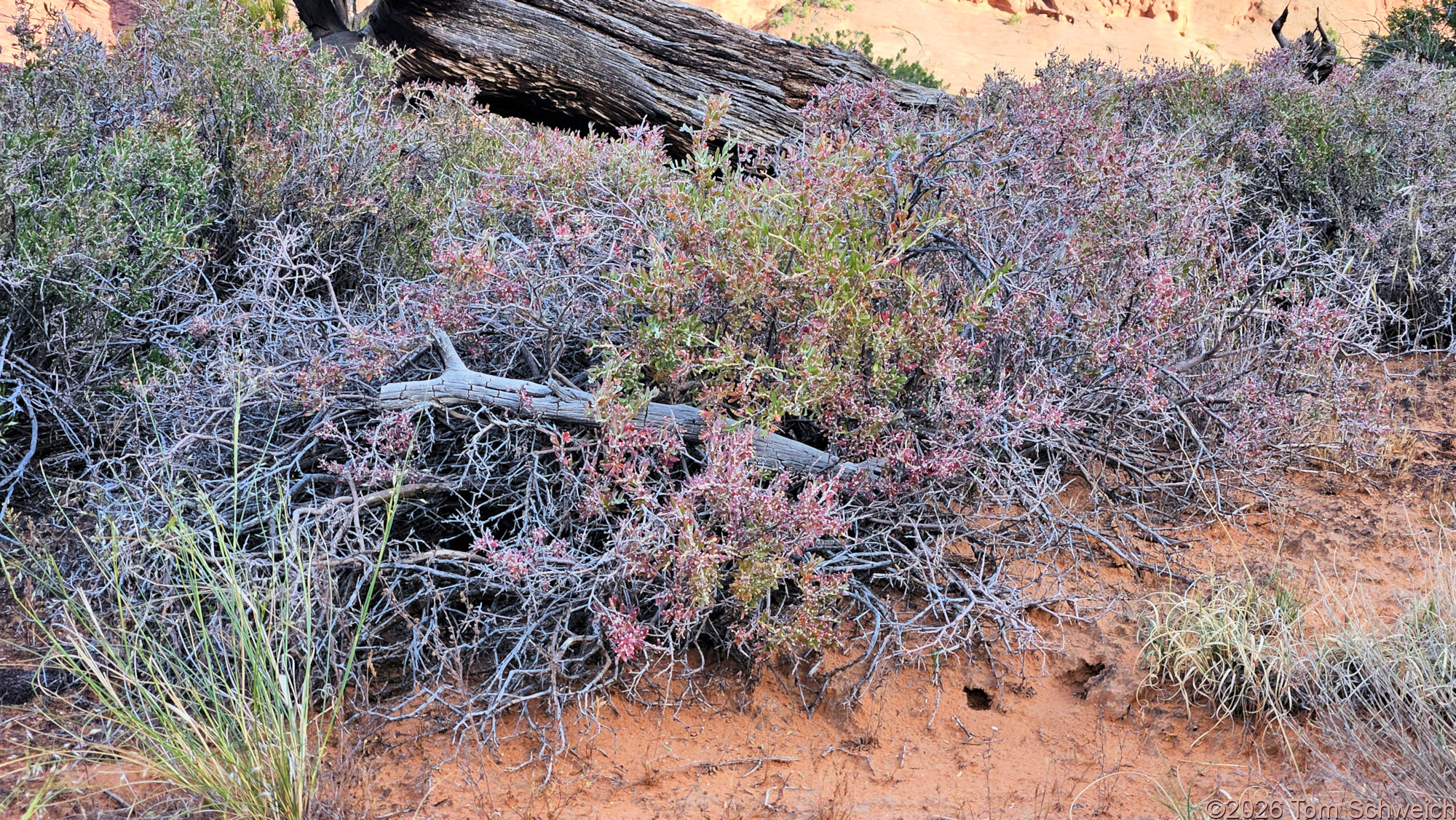 Chenopodiaceae, Grayia spinosa