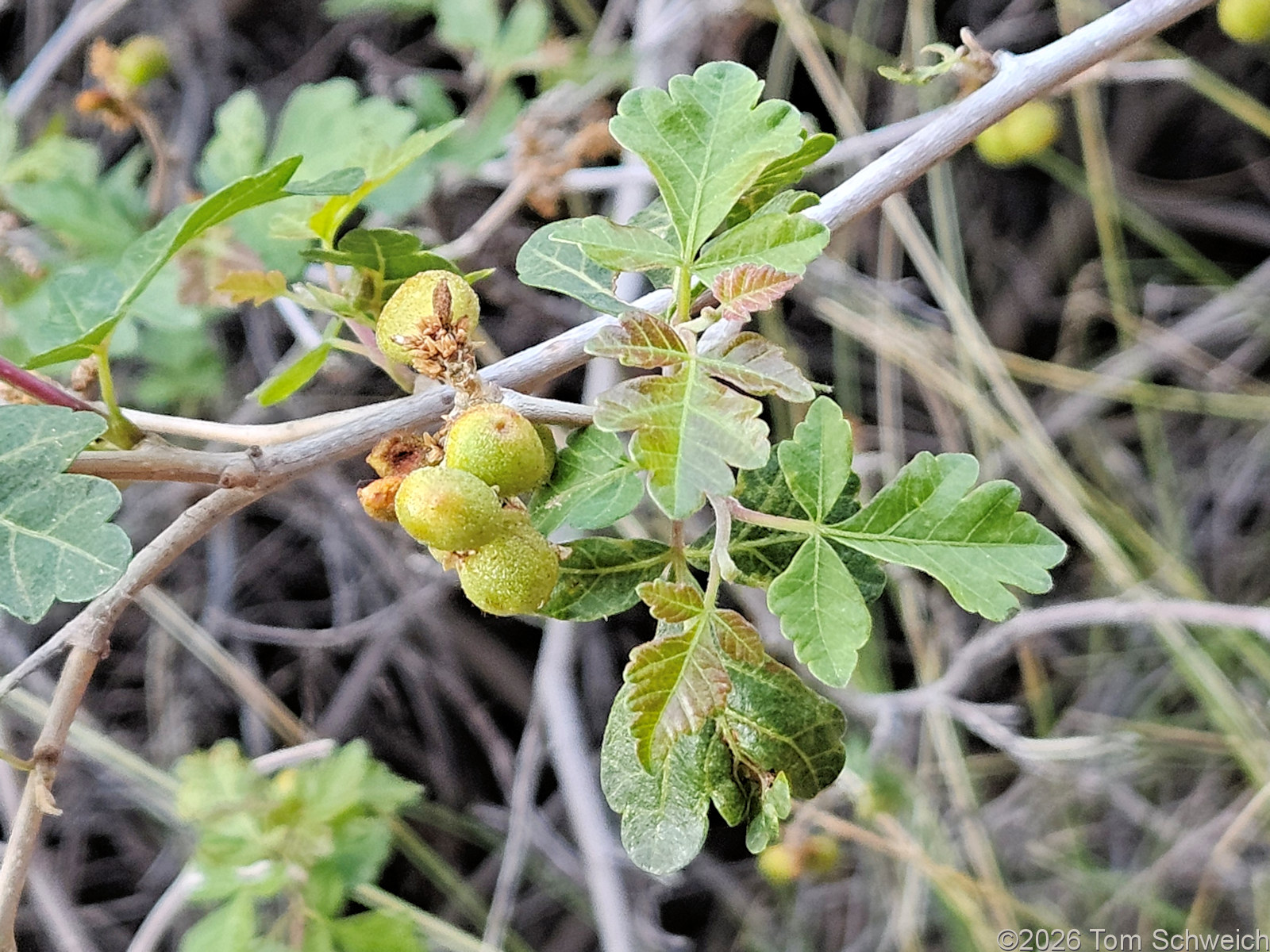 Anacardiaceae, Rhus trilobata