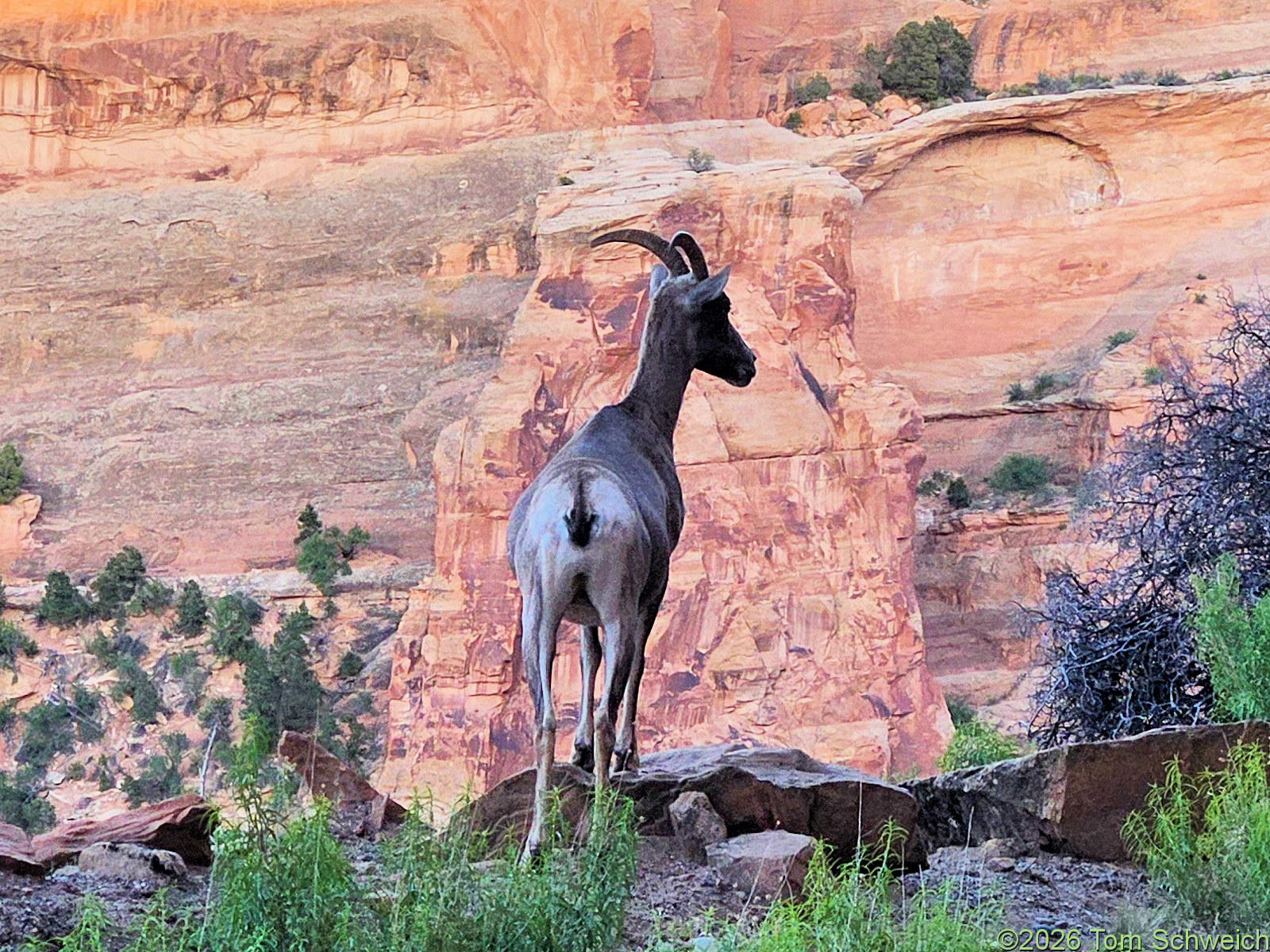 Colorado, Mesa County, Colorado National Monument