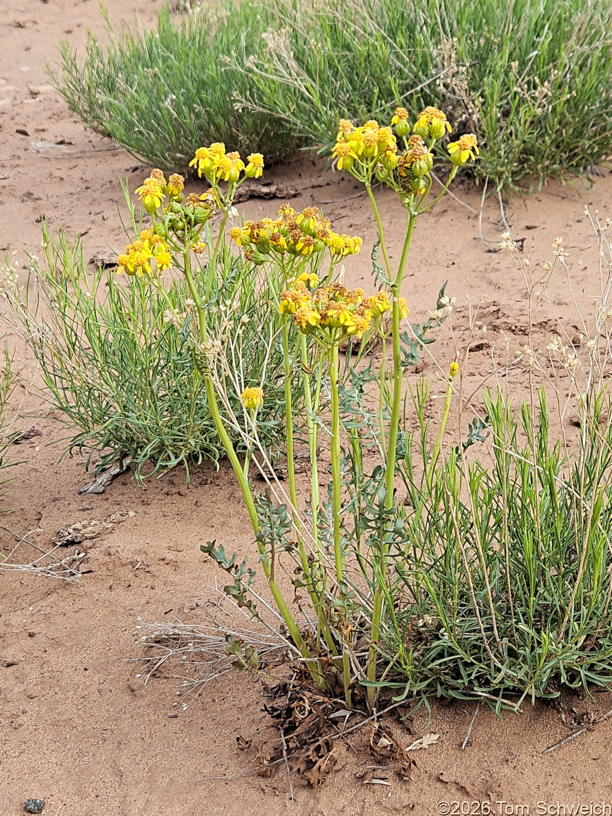 Asteraceae, Packera multilobata