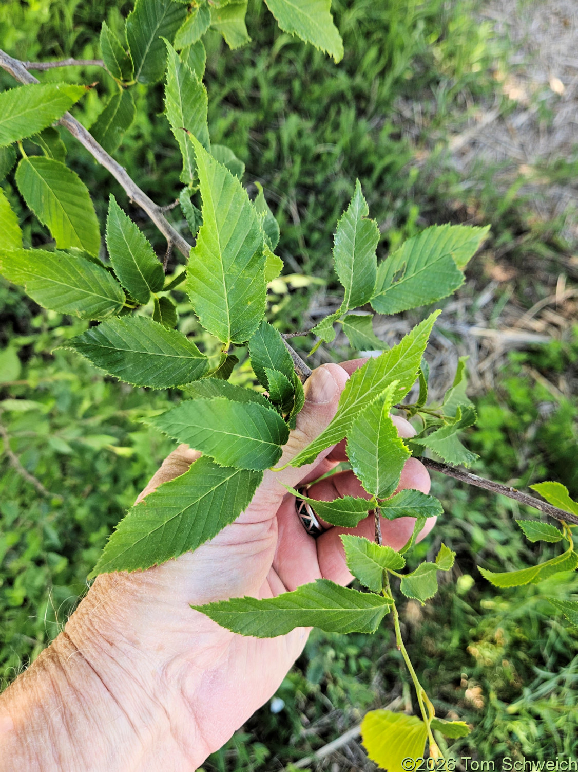 Betulaceae, Carpinus betulus