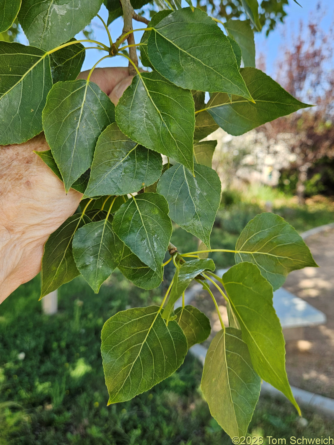 Salicaceae, Populus &times;acuminata