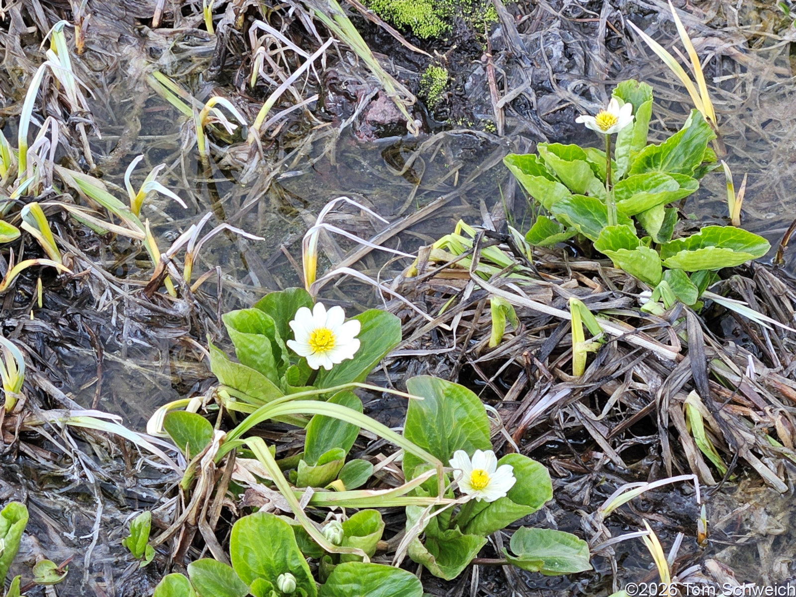 Ranunculaceae, Caltha chionophila