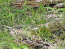 Full Size Image