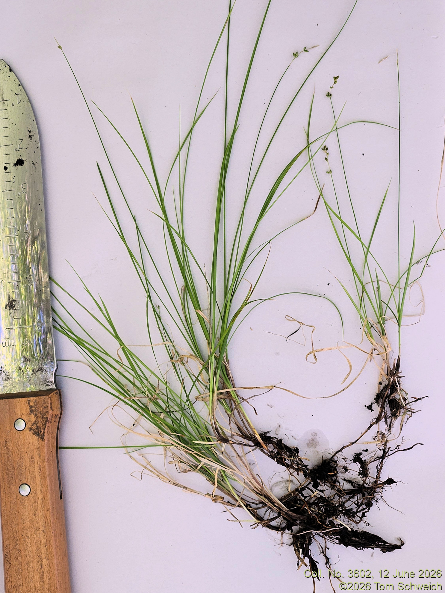 Cyperaeae, Carex leptalea