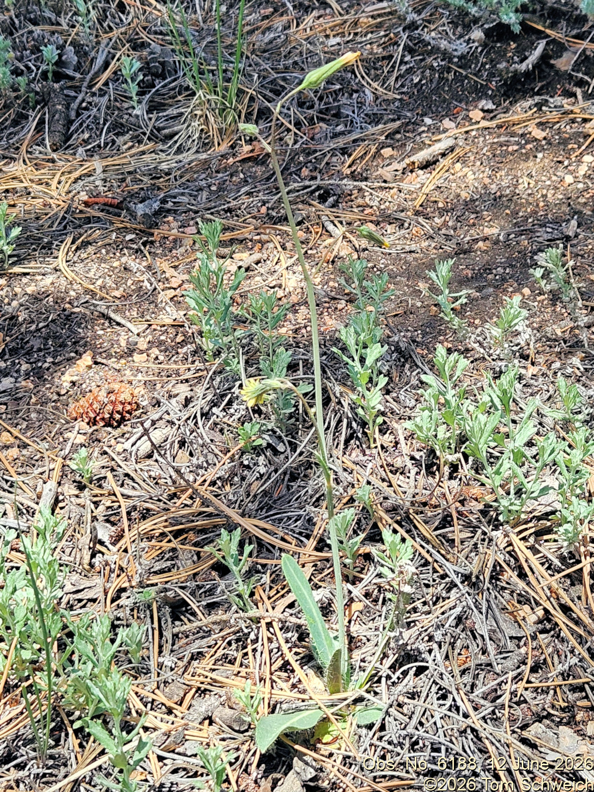 Asteraceae, Hieracium fendleri
