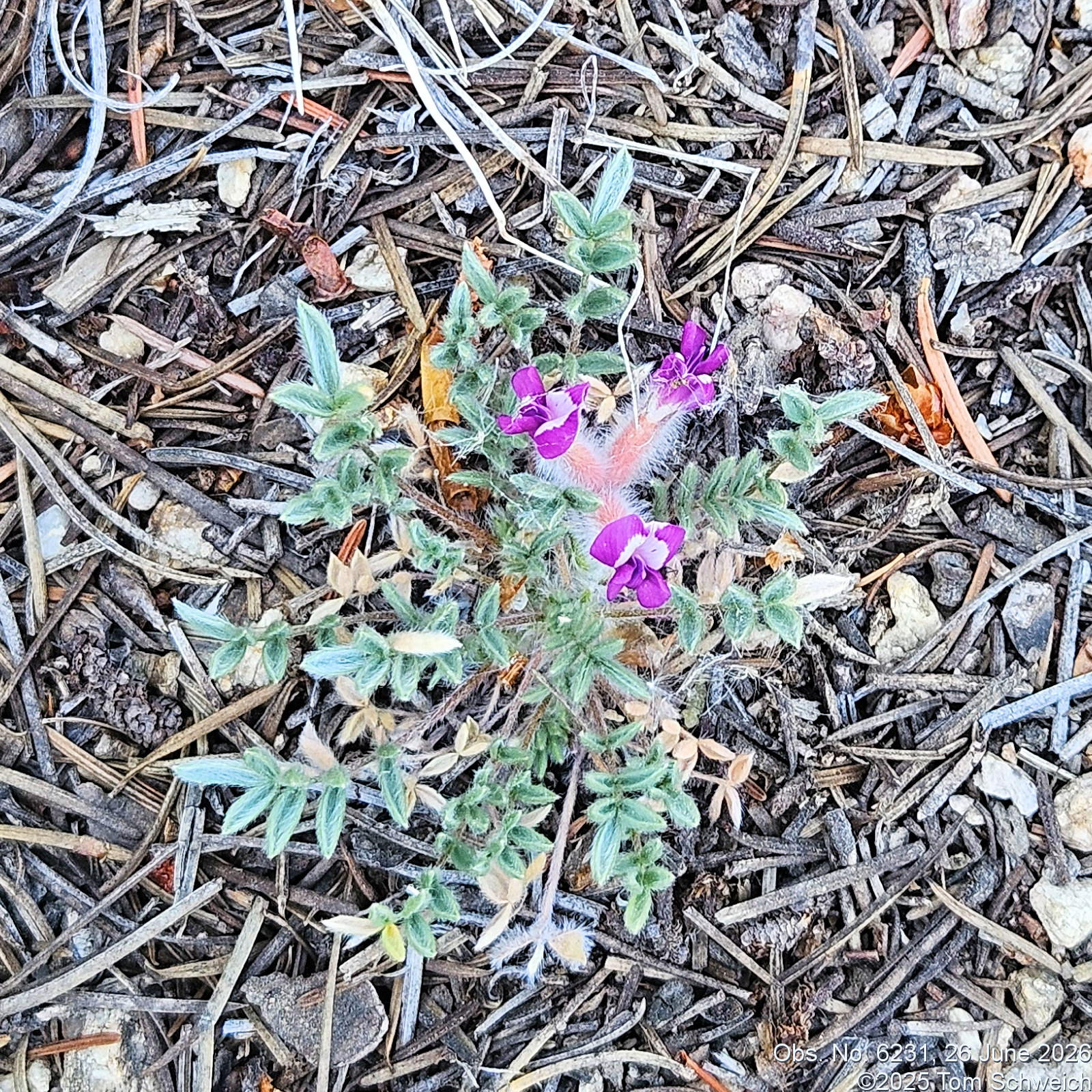 Fabaceae, Oxytropis multiceps