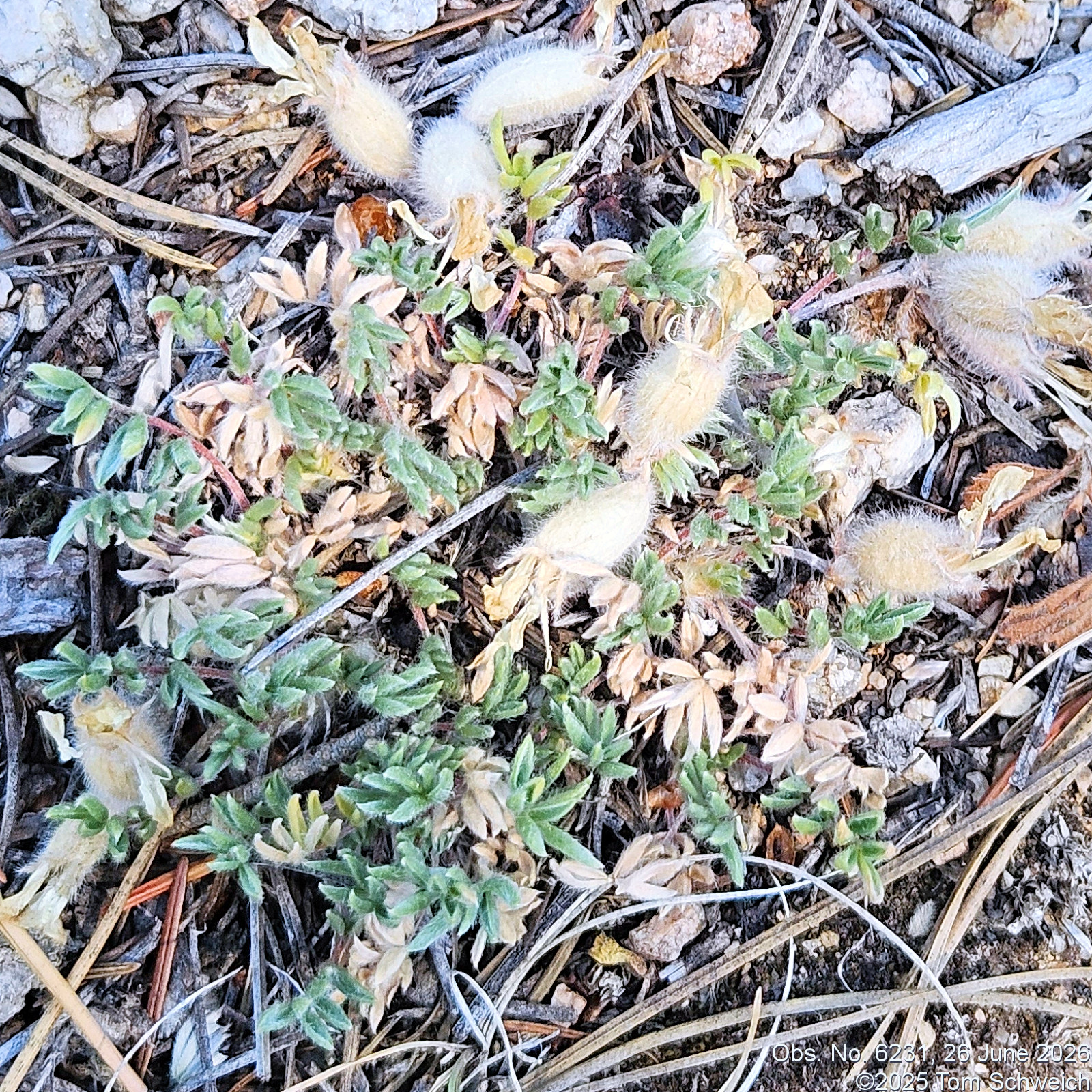 Fabaceae, Oxytropis multiceps