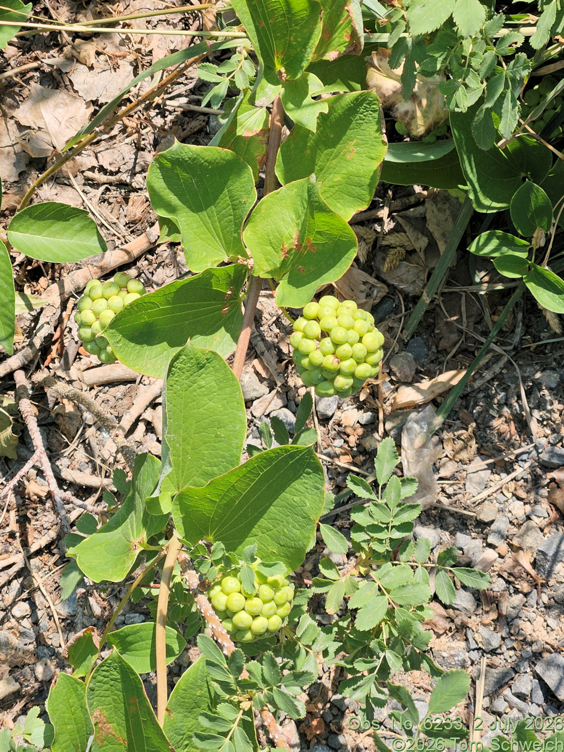 Smilacaceae, Smilax lasioneura
