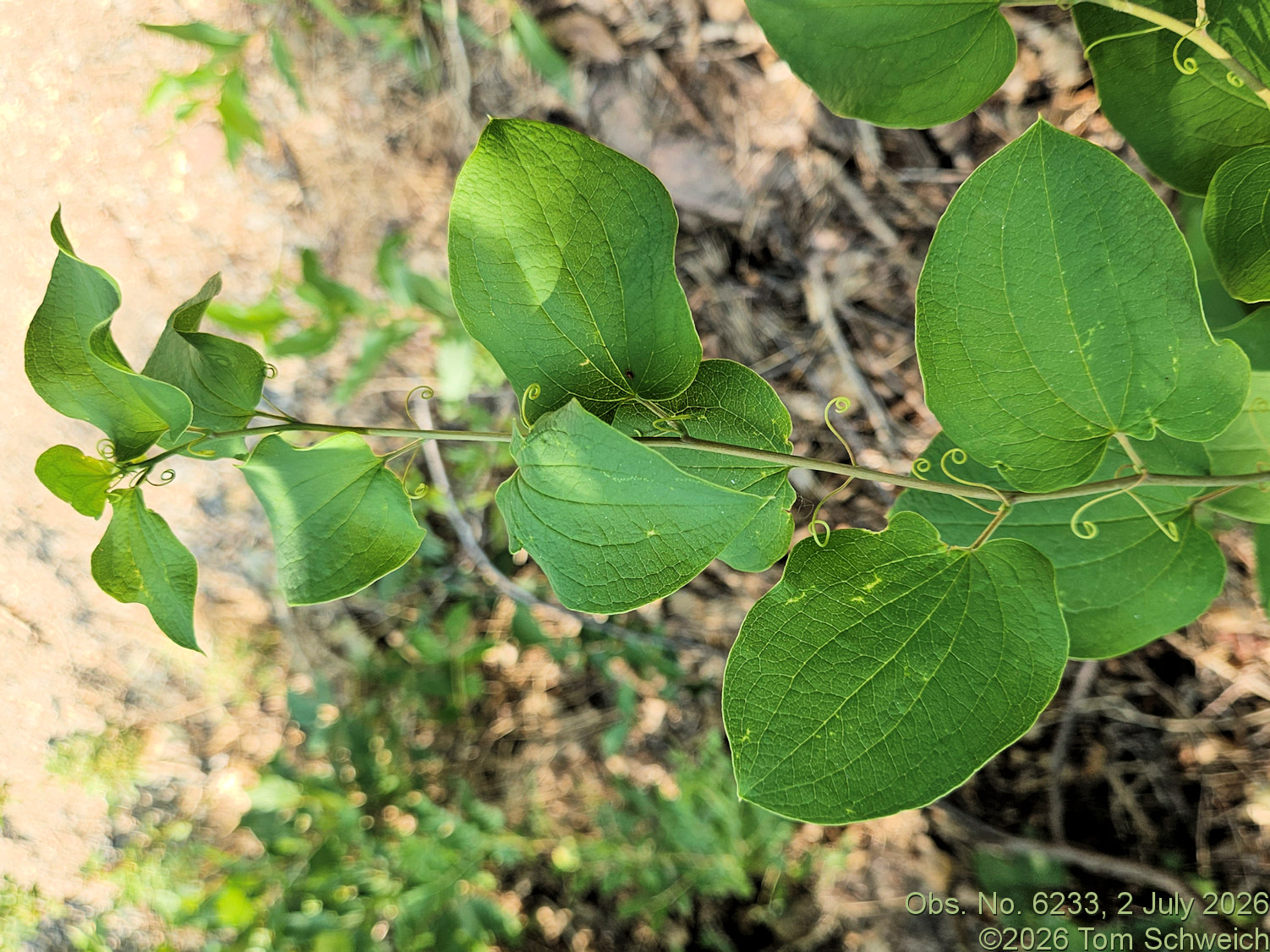 Smilacaceae, Smilax lasioneura