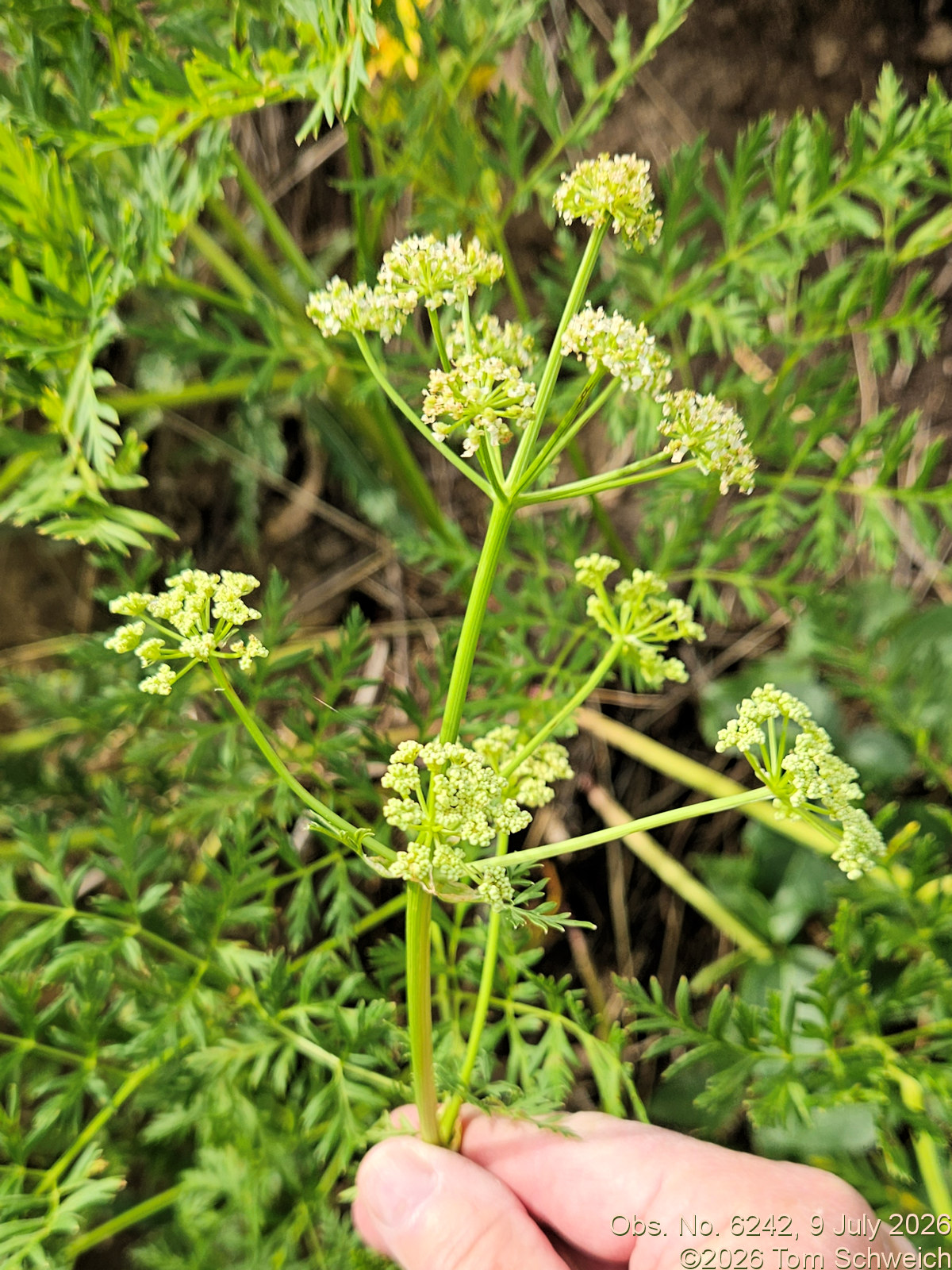 Apiaceae, Ligusticum porteri