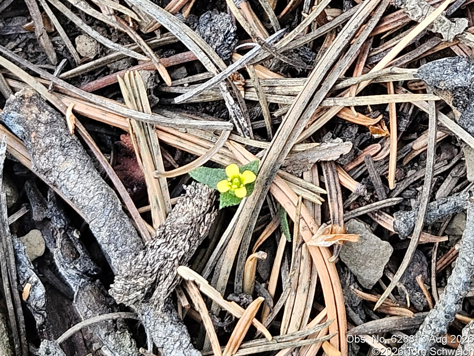 Brassicaceae, Draba nemorosa