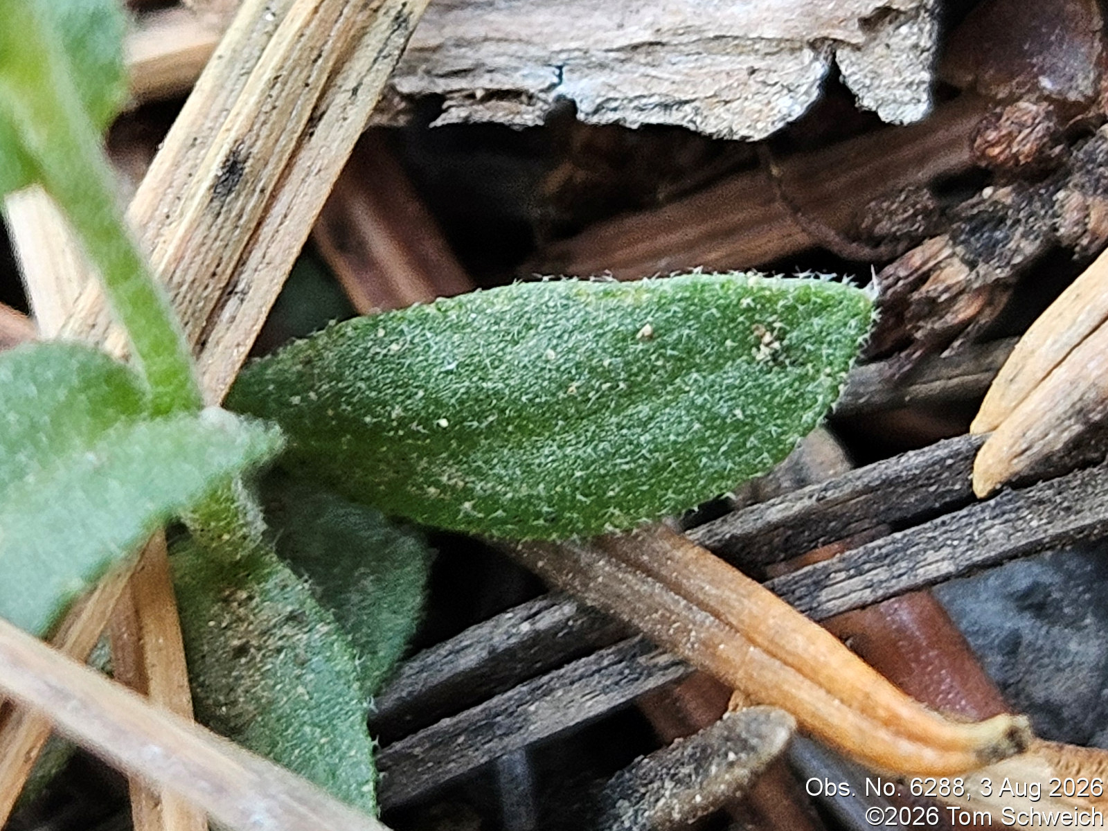 Brassicaceae, Draba nemorosa