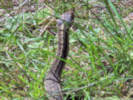 Full Size Image