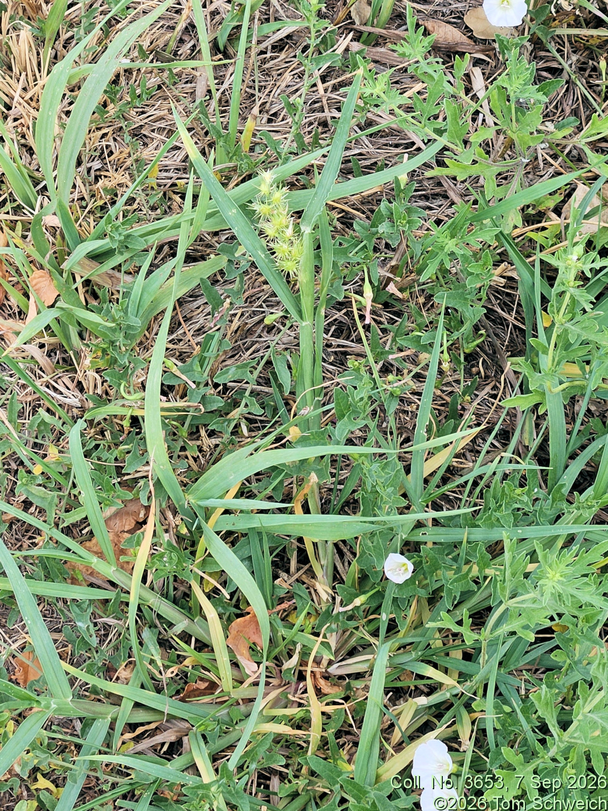 Poaceae, Cenchrus longispinus