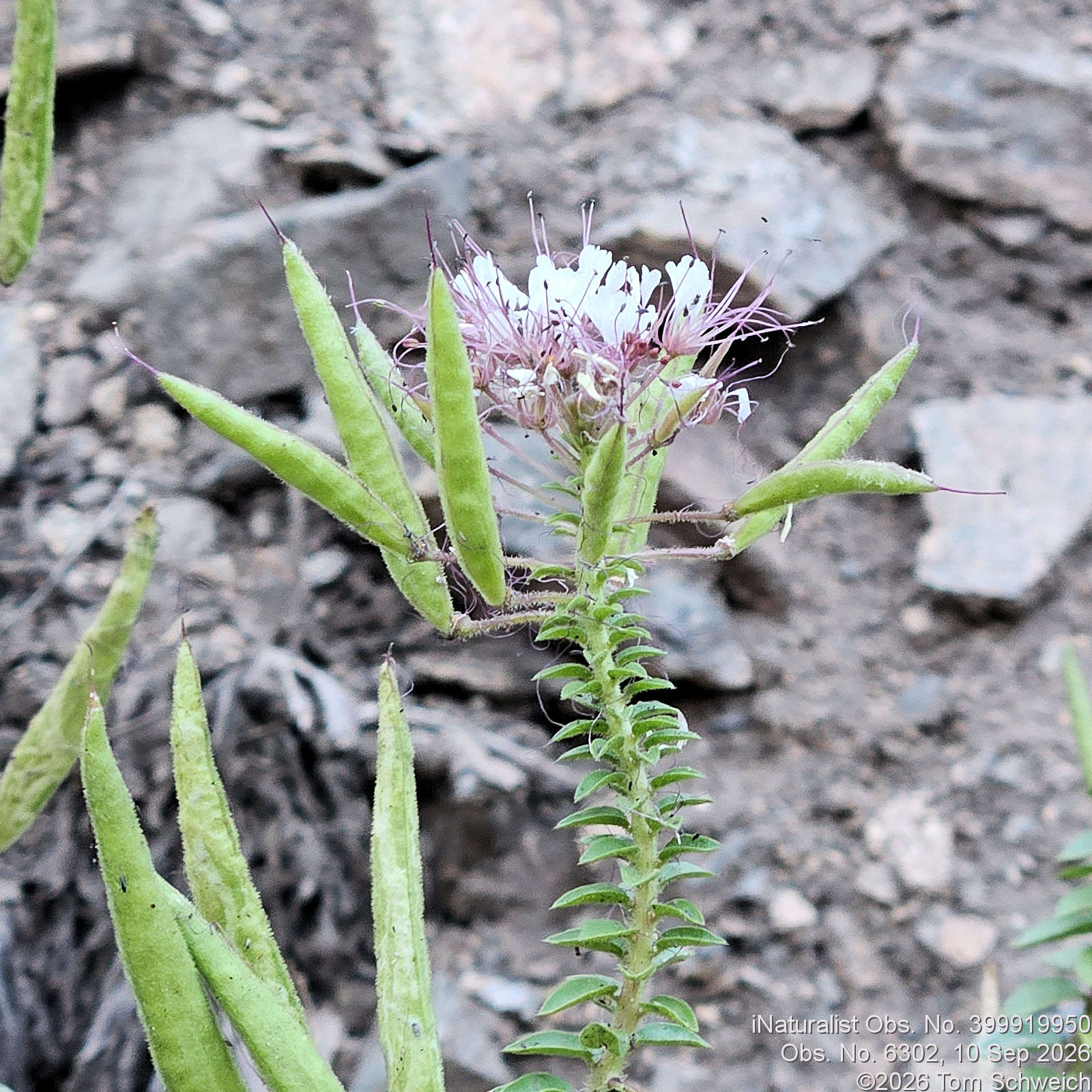 Capparaceae, Cleome trachysperma