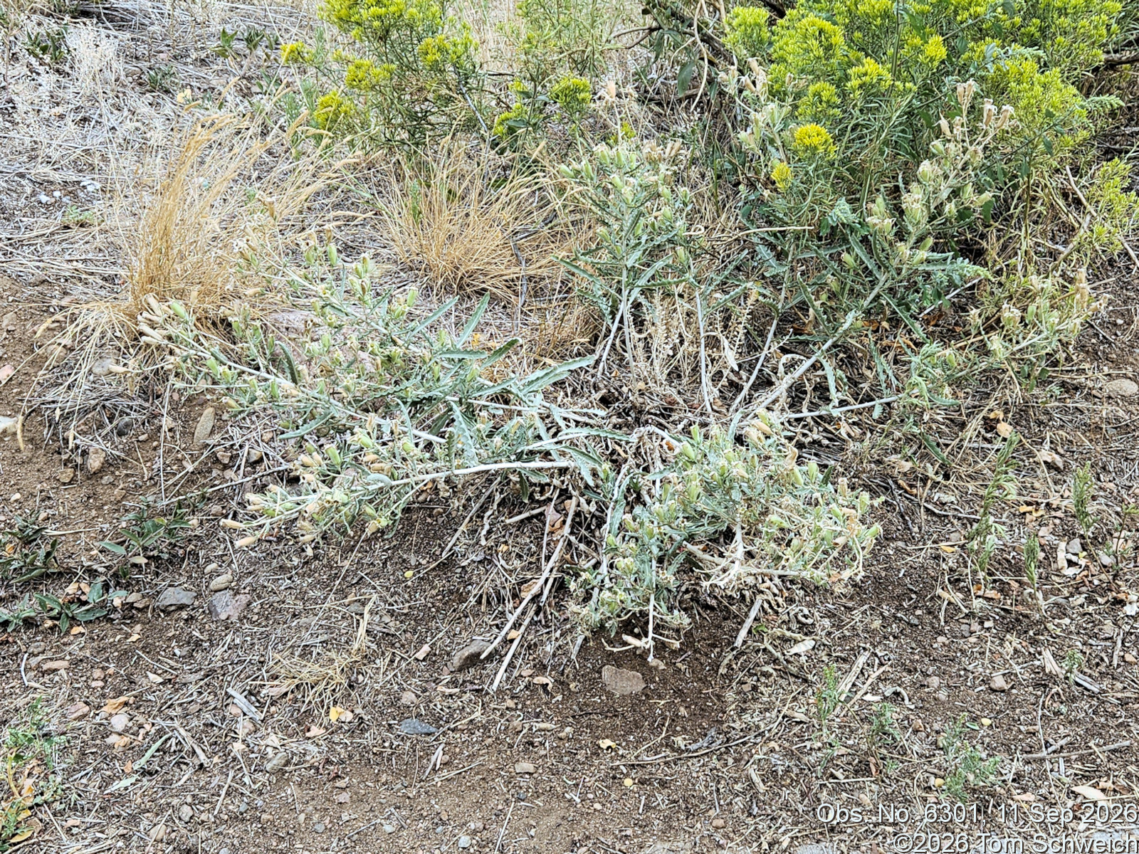 Loasaceae, Mentzelia nuda