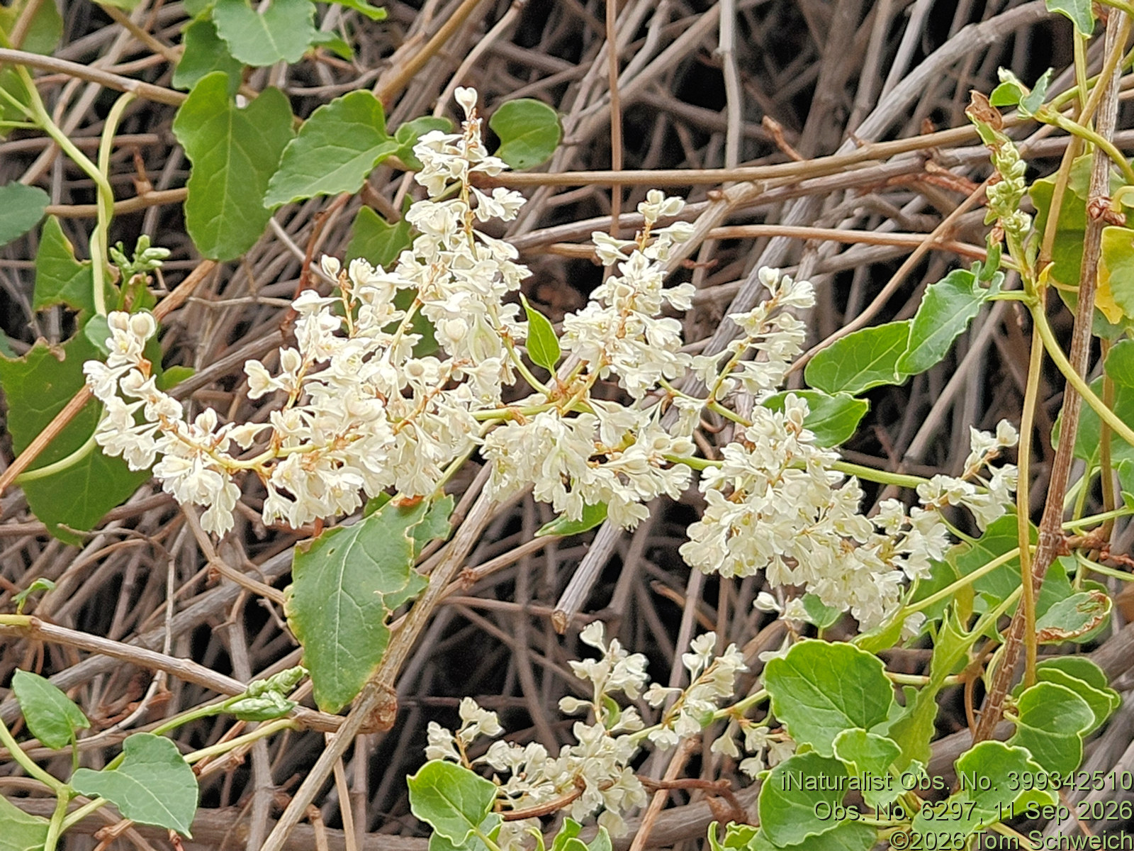 Polygonaceae, Fallopia baldschuanica