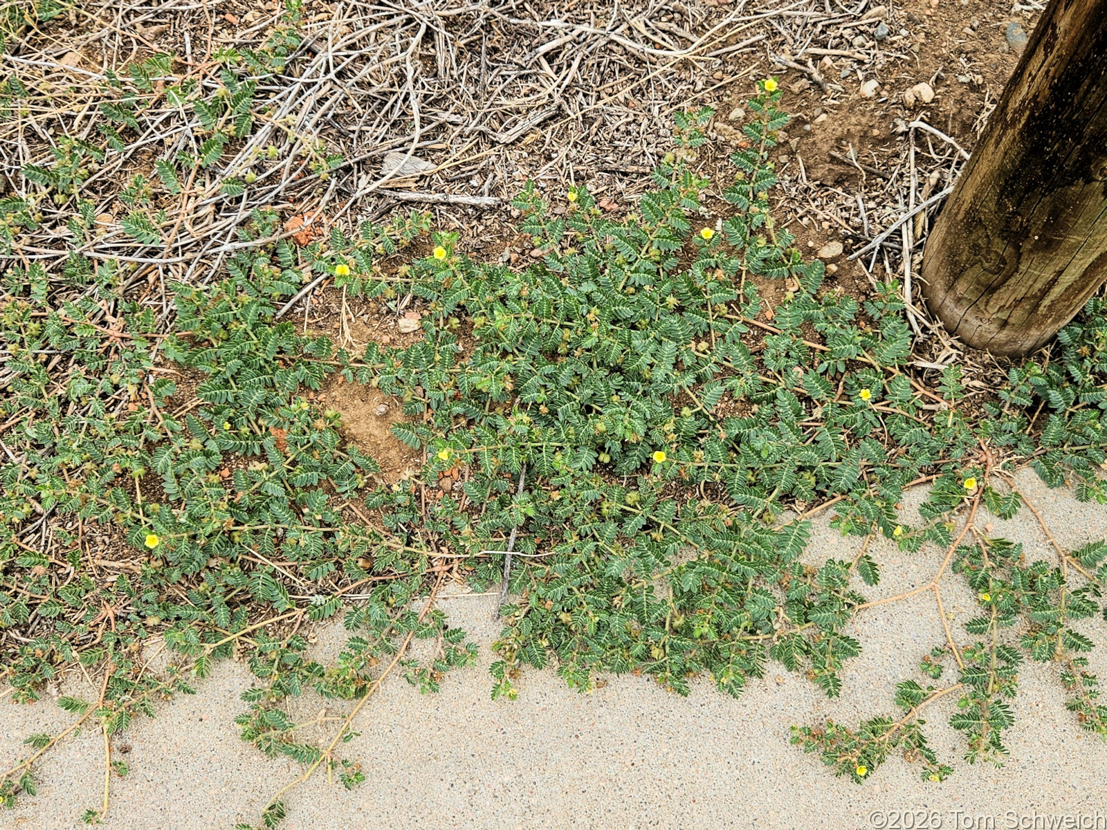 Zygophyllaceae, Tribulus terrestris
