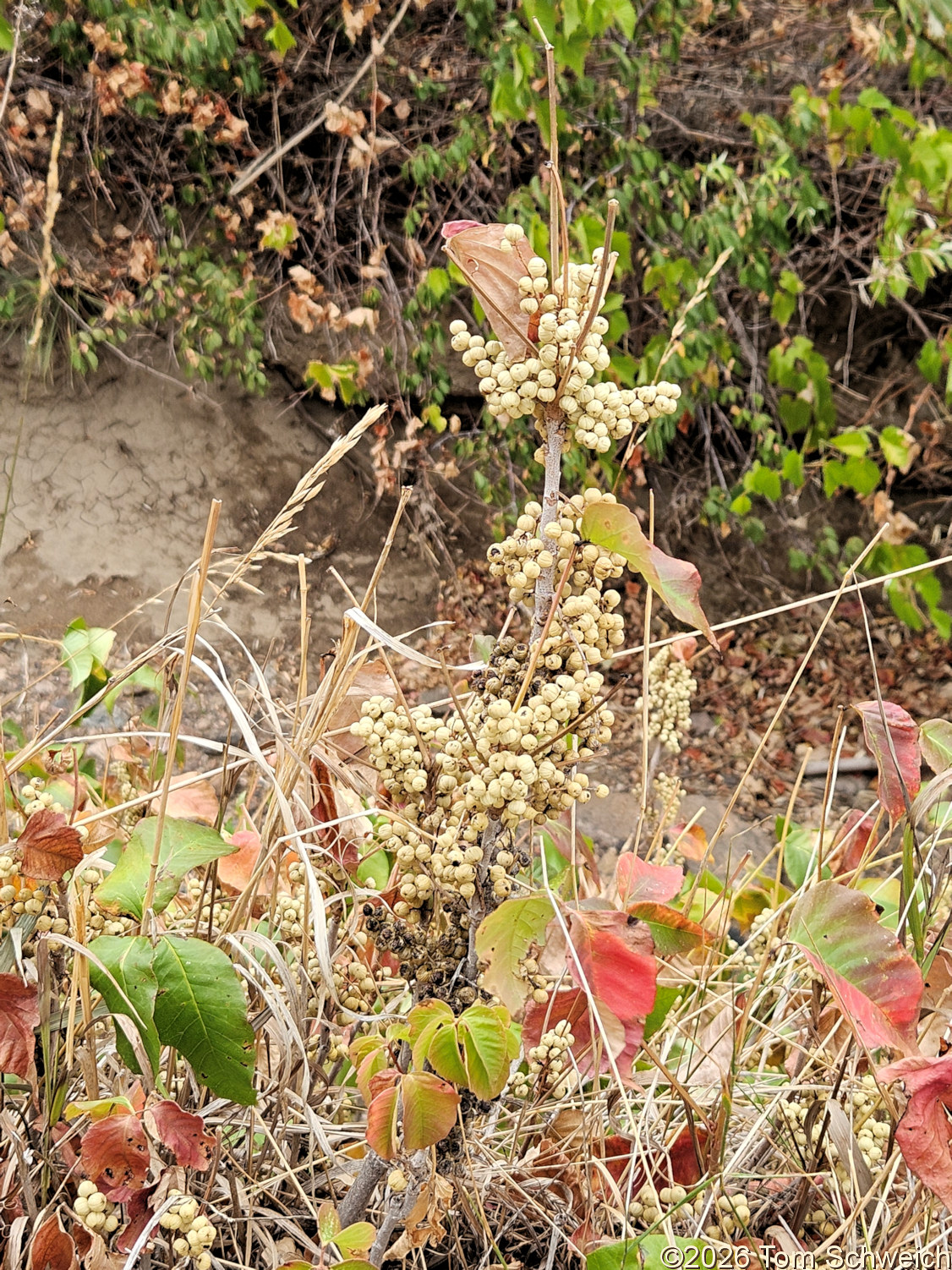 Anacardiaceae, Toxicodendron rydbergii