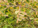 Full Size Image