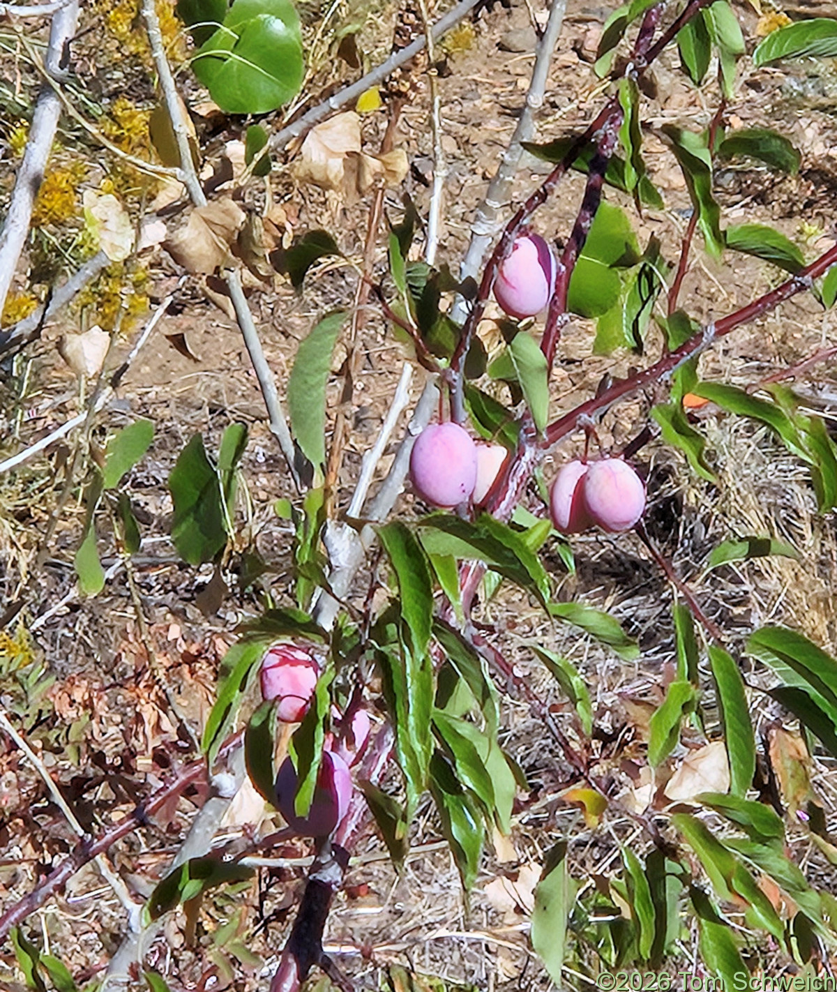 Rosaceae, Prunus americana
