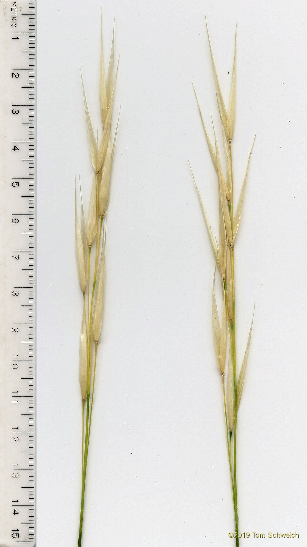 Poaceae Hesperostipa spartea