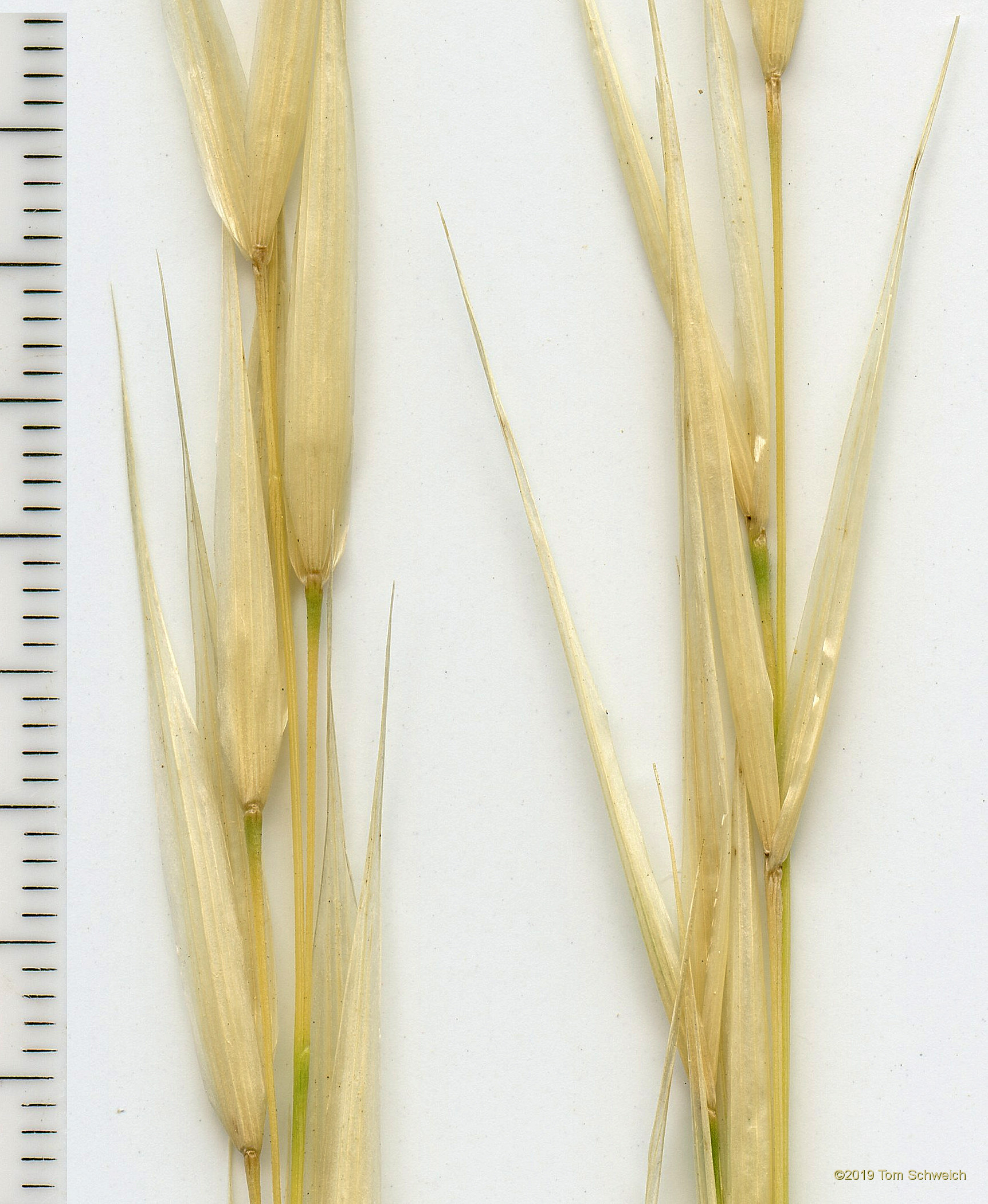 Poaceae Hesperostipa spartea