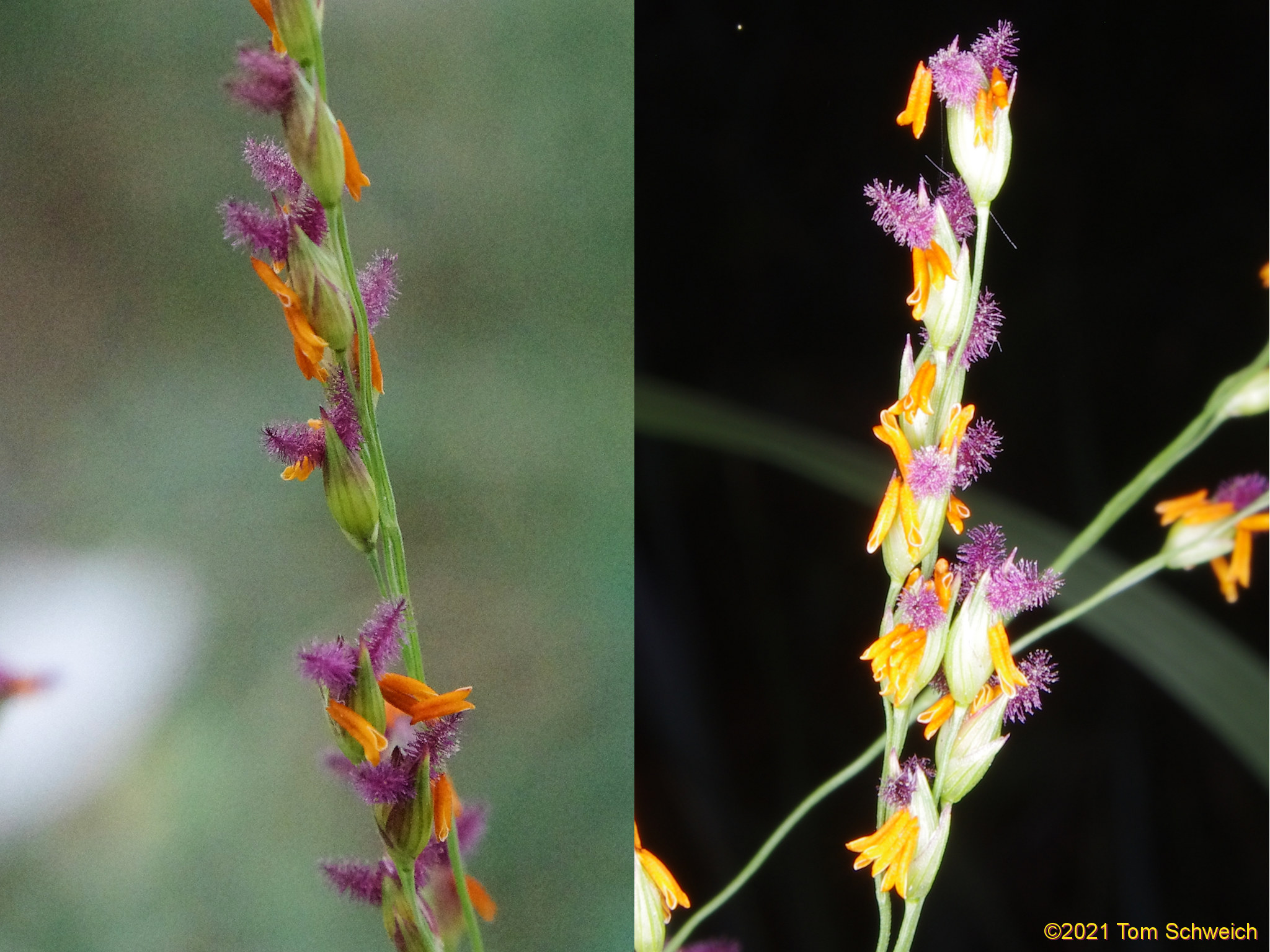 Poaceae Panicum virgatum