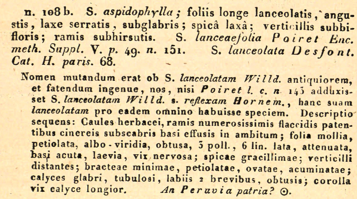 Lamiaceae Salvia reflexa