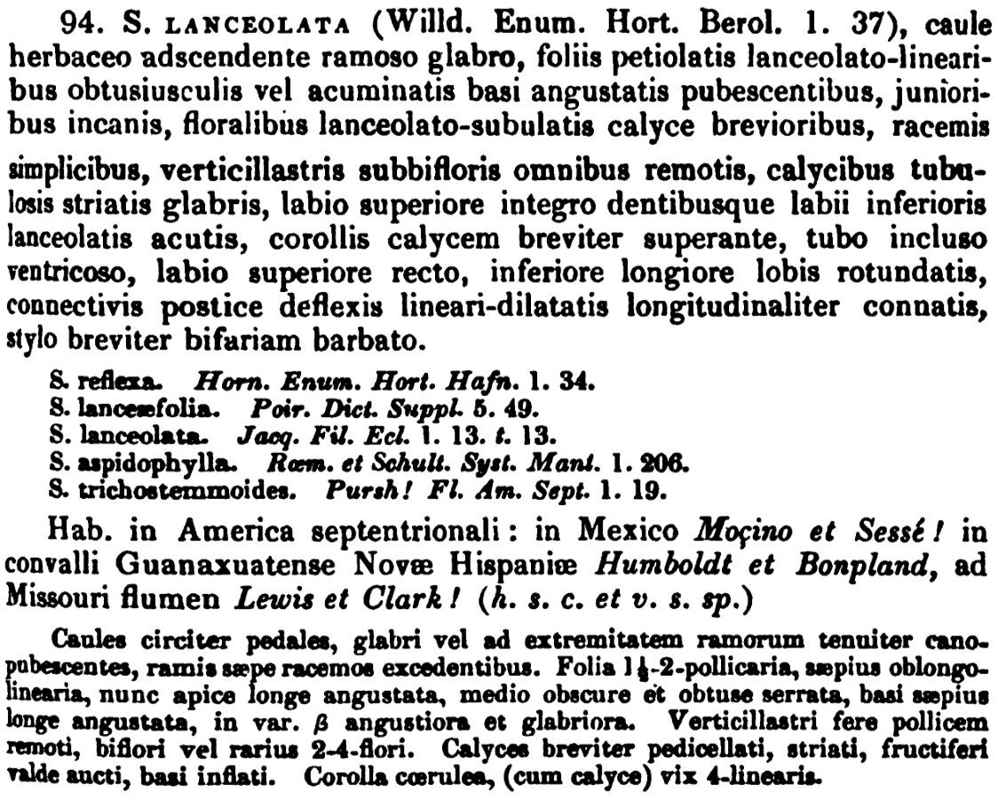 Lamiaceae Salvia lanceolata