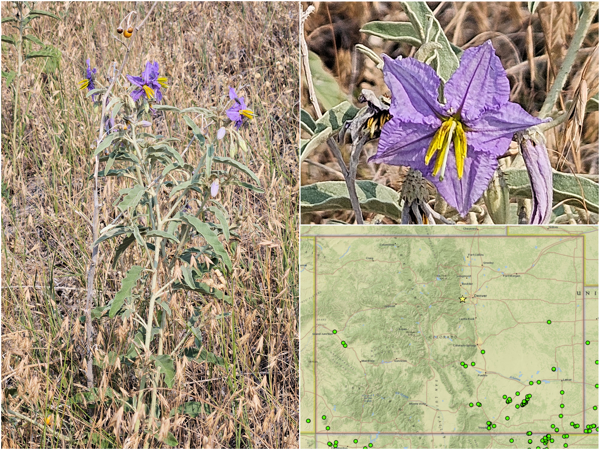 Solanaceae, Solanum elaeagnifolium