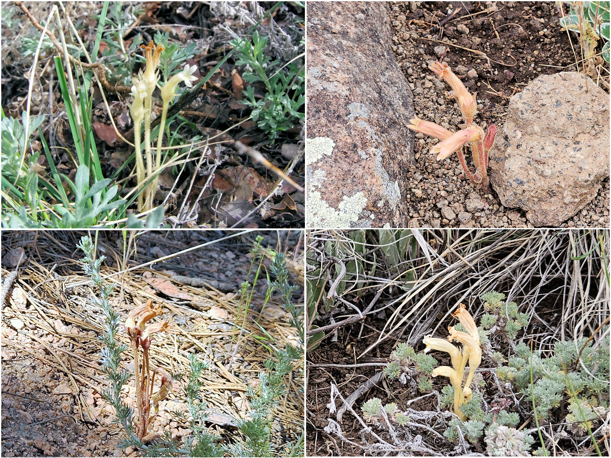 Orobanchaceae, Orobanche fasciculata