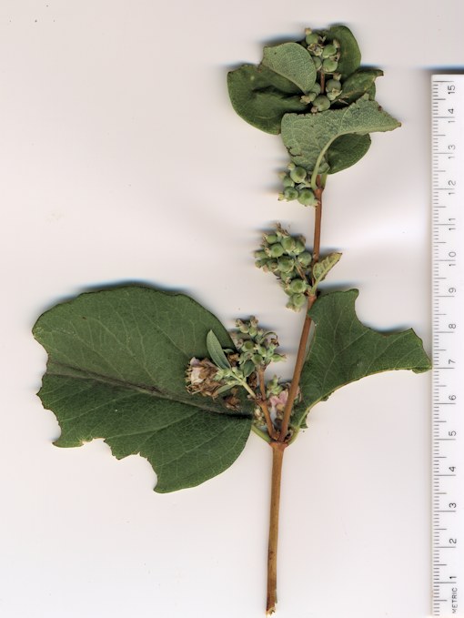 Caprifoliaceae, Symphoricarpos occidentalis