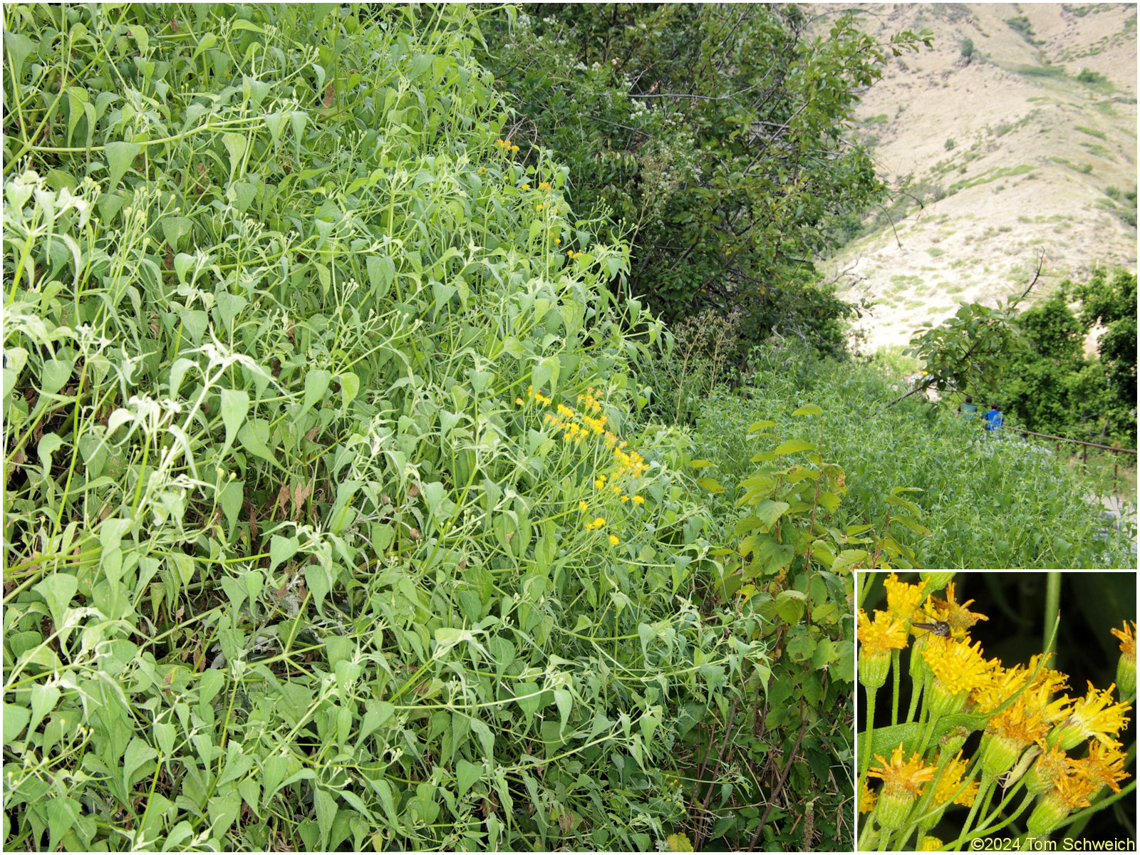 Asteraceae Pericome caudata