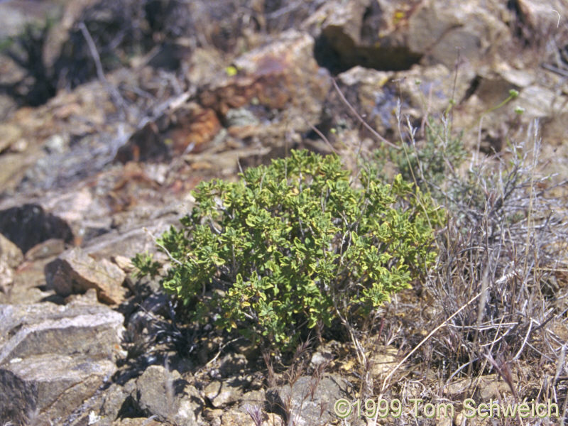 <I>Salvia mohavensis</I>