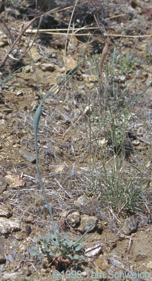 <I>Eriogonum inflatum</I>