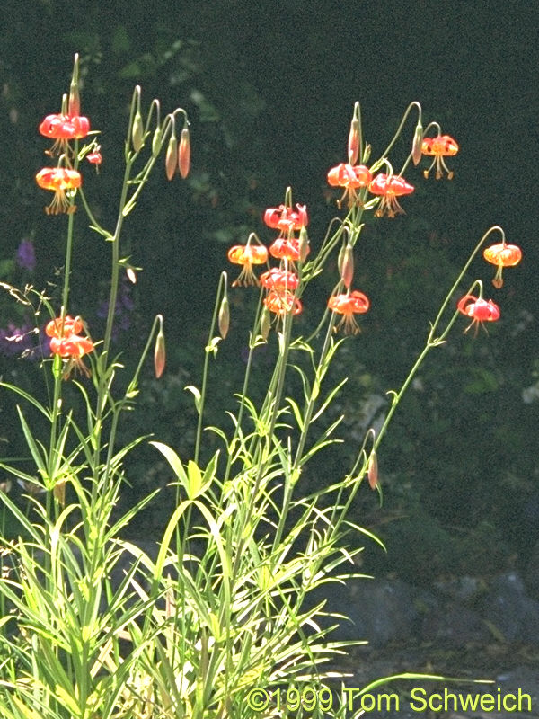 Leopard Lily (<I>Lilium pardalinum</I>) in my garden.