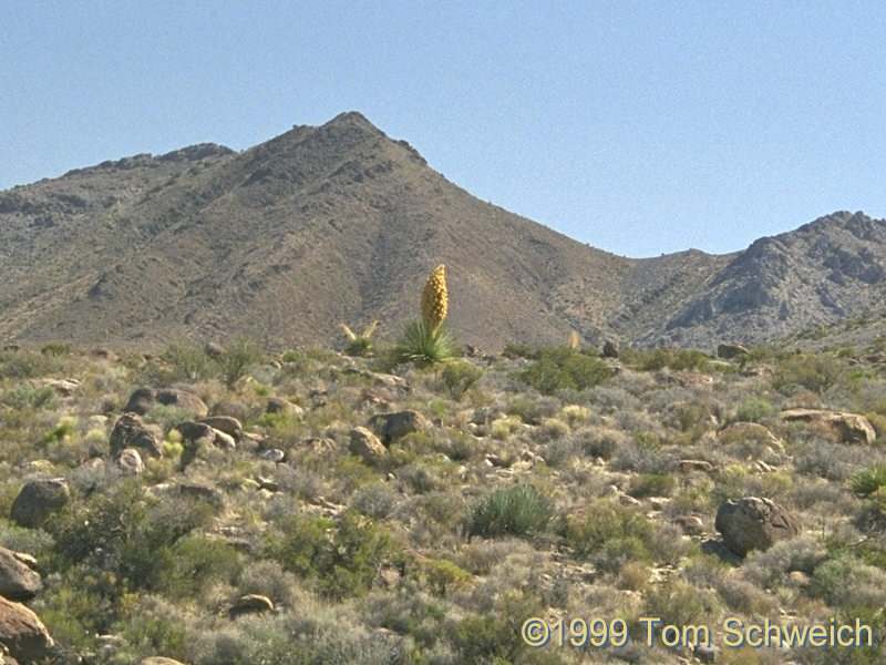 <I>Nolina</I> sp. along Excelsior Mine Road in the Kingston Range.