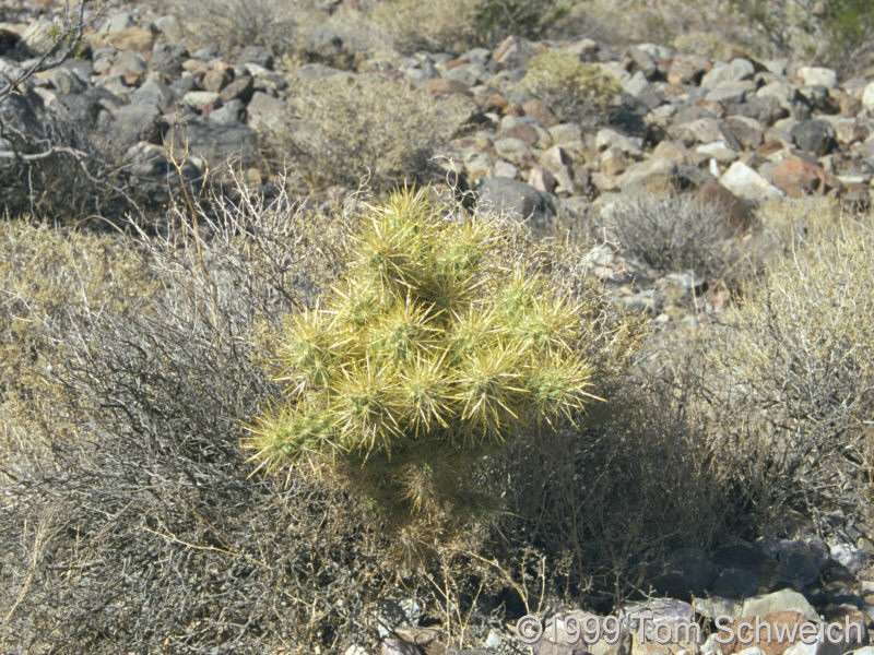 <I>Opuntia</I> along Racetrack Valley Road.