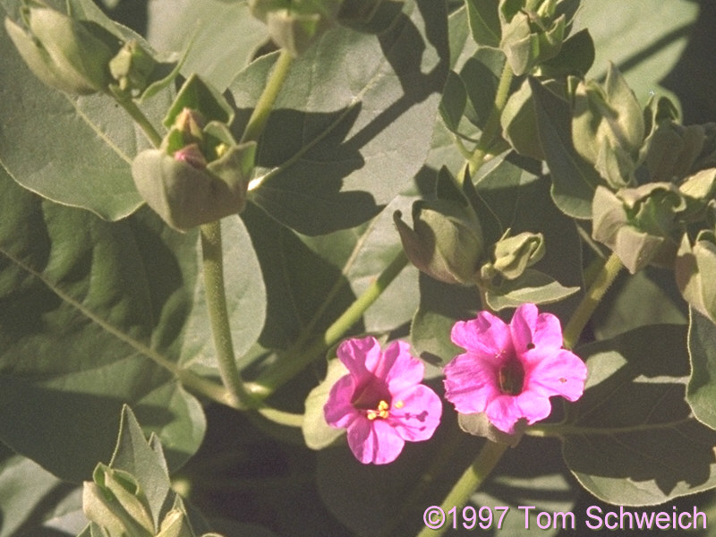 Mirabilis multiflora, Mojave National Preserve, California