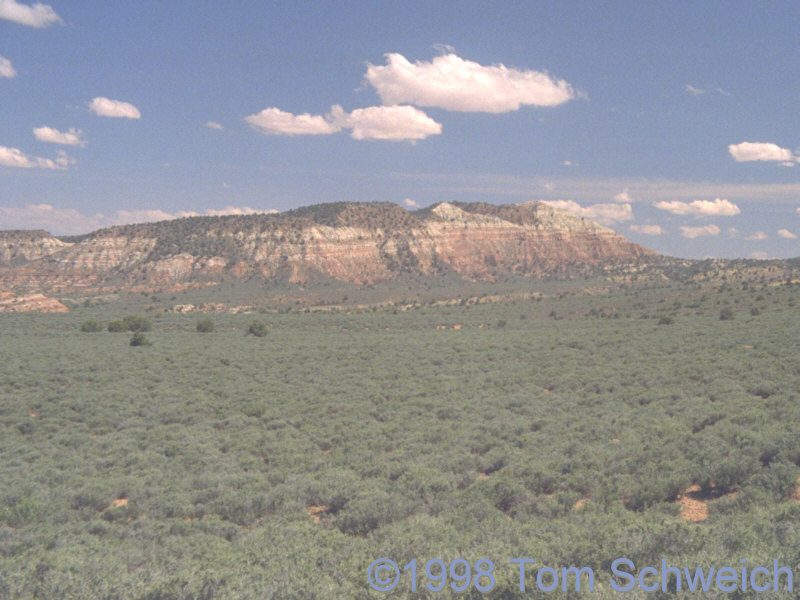 Pure stand of Blackbrush in Beaverdam Mountains, Utah.