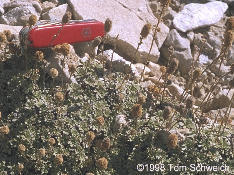 <I>Petrophyton caespitosum</I> in Caruthers Canyon.