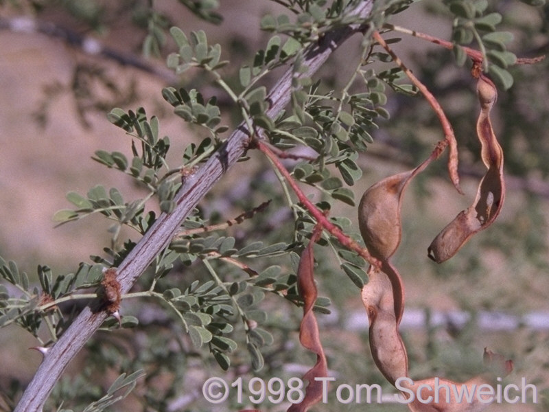 Close-up photograph of <I>Acacia greggii</I> with leaves and seed pods.