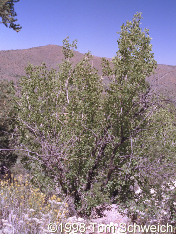 Single-Leaved Ash (<I>Fraxinus anomala</I>).