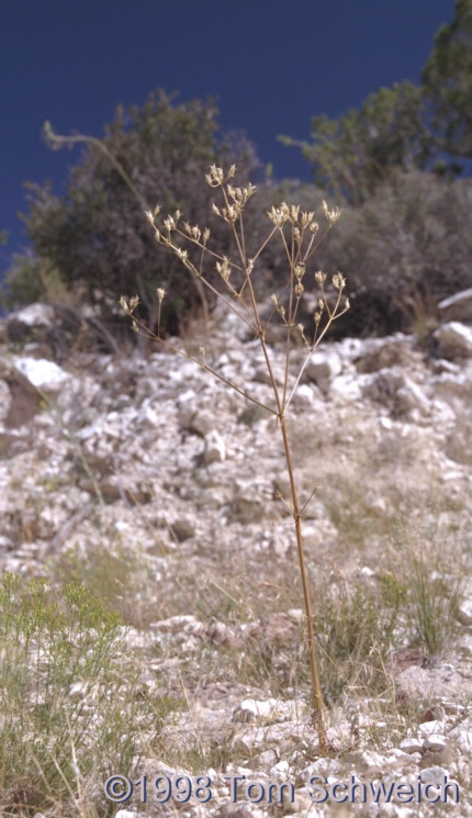 Dried flower stalk.