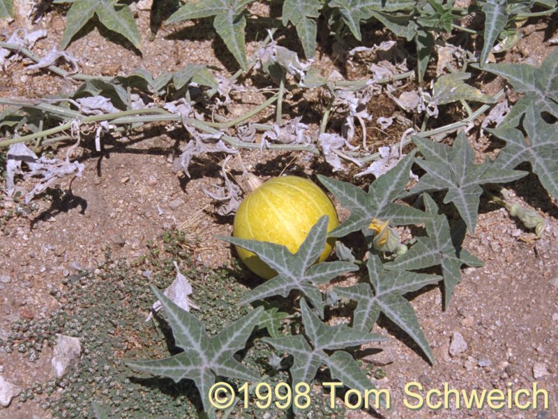 <I>Curcurbita palmata</I> along Cedar Canyon Road.